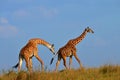 Giraffes courting on African plains