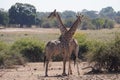 Giraffes with crossed necks. Royalty Free Stock Photo