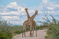 Giraffes crossing necks