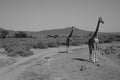 Giraffes crossing the path