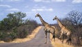 Giraffes crossing the road, in Kruger National park