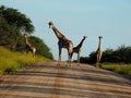 Giraffes crossing the road