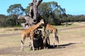 Giraffes by Dead Tree Royalty Free Stock Photo