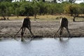 Giraffes Drinking Royalty Free Stock Photo