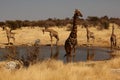 Giraffes at drinking pool Royalty Free Stock Photo