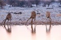 Giraffes drinking water Royalty Free Stock Photo