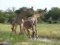 Giraffes drinking water from a pond in a field in the Kruger National Park, South Africa Royalty Free Stock Photo