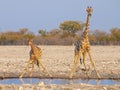 Giraffes drinking water at sunset in the Etosha National Park in Namibia. Royalty Free Stock Photo