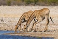 Giraffes drinking water