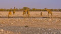 Giraffes drinking water at a waterhole in the Etosha National Park in Namibia. Royalty Free Stock Photo