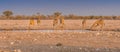 Giraffes drinking water at a waterhole in the Etosha National Park in Namibia. Royalty Free Stock Photo