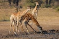 Giraffes drinking at a waterhole, Kruger National Park, South Africa Royalty Free Stock Photo