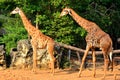 Giraffes at Dusit Zoo in Khao Din Park, Bangkok, Thailand Royalty Free Stock Photo