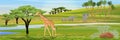 Giraffes eat the foliage of acacia trees. Family of African elephants at the watering hole. African savannah. Realistic vector lan Royalty Free Stock Photo