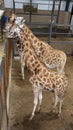 Giraffes eating Royalty Free Stock Photo