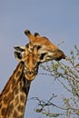 Giraffes eating