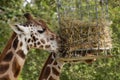 Giraffes eating from a basket at the zoo Royalty Free Stock Photo