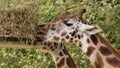 Giraffes eating from a basket at the zoo Royalty Free Stock Photo