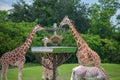 Giraffes eating grass and partial view of zebra at Busch Gardens 1