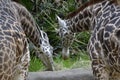 Giraffes Eating Hay