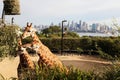 Giraffes Eating Leaves, Taronga Zoo, Syndey Australia