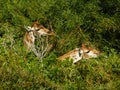 Giraffes eating leaves from trees