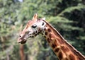 Giraffes eating in masai mara reserve