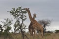 Giraffes eating