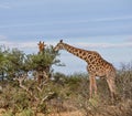 Giraffes Eating Royalty Free Stock Photo