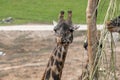 Giraffes eating twigs at Safari Park Royalty Free Stock Photo