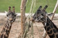 Giraffes eating twigs at San Diego Safari Park Royalty Free Stock Photo