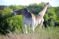 Giraffes eating Royalty Free Stock Photo