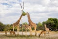 Giraffes eating at a zoo