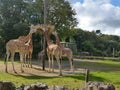 Giraffes eating at a Zoo