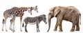 Giraffes, elephant and zebras