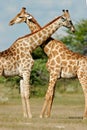 Giraffes, Etosha National Park, Namibia Royalty Free Stock Photo