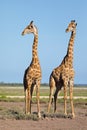 Giraffes on Etosha plains - Namibia