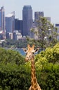 Giraffes with a fabulous view of Sydney