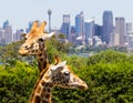 Giraffes with a fabulous view of Sydney