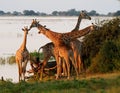 Giraffes Family by the lake Royalty Free Stock Photo