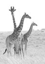 Giraffes family of three generations. Masai Mara, Kenya. Royalty Free Stock Photo