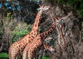 Giraffes feeding on acacia tree looking like four-headed creature.