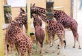 Giraffes Feeding Time in the Zoo