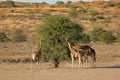 Giraffes feeding on a tree Royalty Free Stock Photo