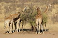 Giraffes feeding on a tree Royalty Free Stock Photo