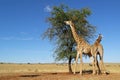 Giraffes feeding on a tree Royalty Free Stock Photo