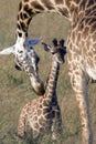 Giraffes