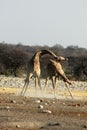 Giraffes Fight