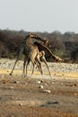 Giraffes Fight