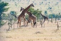 Giraffes fighting in Tanzania, Africa